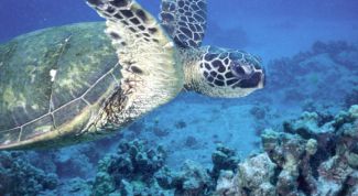 Картинка по теме - как кормить водных черепах