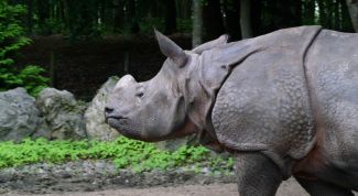 Картинка по теме - что такое хорда