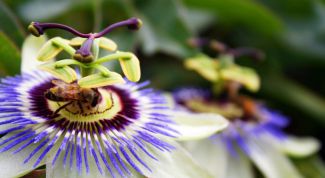 Картинка по теме - как вырастить маракуйю