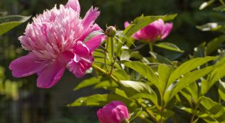 Картинка по теме - как пересадить пион