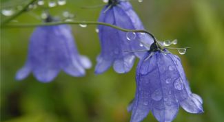 Картинка по теме - как нарисовать цветок колокольчика