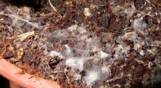 Картинка по теме - как избавиться от плесени в горшках