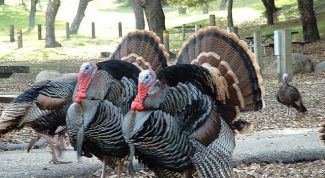 Картинка по теме - как кормить индюков