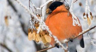 Картинка по теме - как сделать кормушку для птиц из бумаги