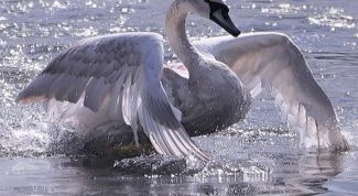 Картинка по теме - как сделать костюм лебедя