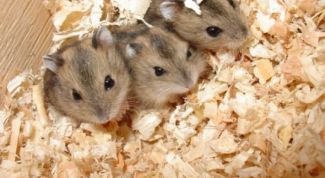 Картинка по теме - как мыть джунгарских хомяков