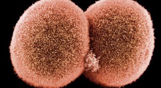 Картинка по теме - что такое зигота