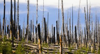 Картинка по теме - почему погибает лес