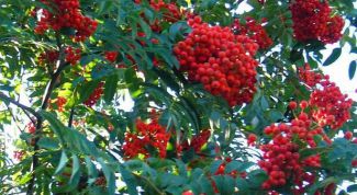Картинка по теме - как вырастить рябину
