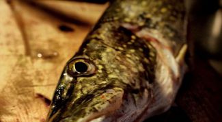 Картинка по теме - как сделать кружки для ловли щуки