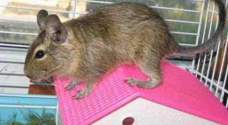 Картинка по теме - как приручить мышь