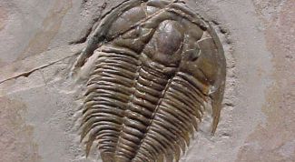 Картинка по теме - что такое палеонтология