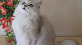 Картинка по теме - как лечить почки у кошек