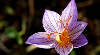 Картинка по теме - как использовать шафран