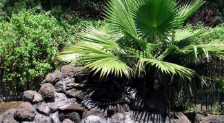 Картинка по теме - как размножить пальму