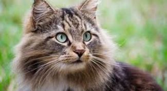 Картинка по теме - как обработать рану кошке