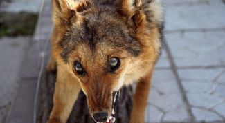 Картинка по теме - как определить бешенство у собаки