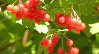 Картинка по теме - как парить калину