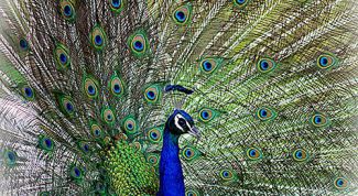 Картинка по теме - что такое пава