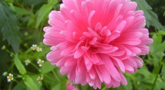 Картинка по теме - как сажать астры