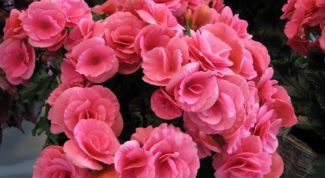 Картинка по теме - как поливать бегонию