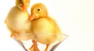 Картинка по теме - как построить инкубатор