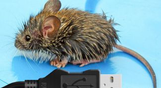 Картинка по теме - как подключить usb мышку