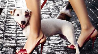 Картинка по теме - как научить собаку ходить на поводке