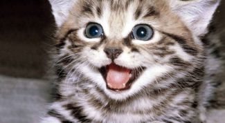 Картинка по теме - как отучить котенка грызть провода