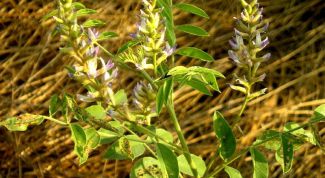 Картинка по теме - как применять корень солодки