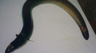 Картинка по теме - как разделать угря