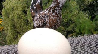 Картинка по теме - как заставить кур нестись