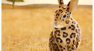 Картинка по теме - что такое мутация