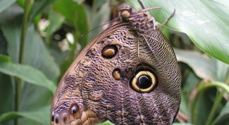 Картинка по теме - что такое мимикрия