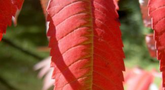 Картинка по теме - как нарисовать листик