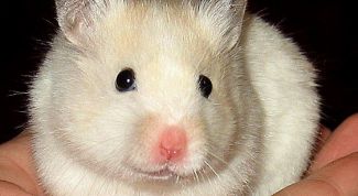 Картинка по теме - как отличить хомячка