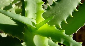 Картинка по теме - как лечить насморк алоэ