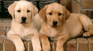 Картинка по теме - как избавиться от глистов у собаки