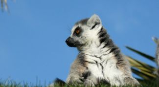 Картинка по теме - как содержать лемура