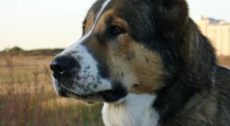 Картинка по теме - как дрессировать европейских овчарок