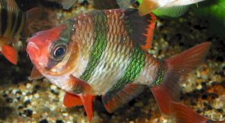 Картинка по теме - как кормить барбусов