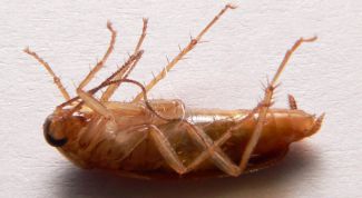 Картинка по теме - как избавиться от тараканов в доме