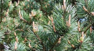 Картинка по теме - как посадить хвойники