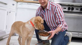 Картинка по теме - как выбрать сухой корм