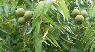 Картинка по теме - как пересадить орех