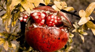 Картинка по теме - как посадить семена граната