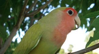 Картинка по теме - как научить говорить попугая-неразлучника