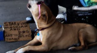 Картинка по теме - как научить собаку петь