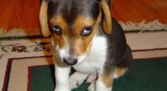 Картинка по теме - как отучить щенка грызть вещи