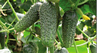 Картинка по теме - как поливать огурцы